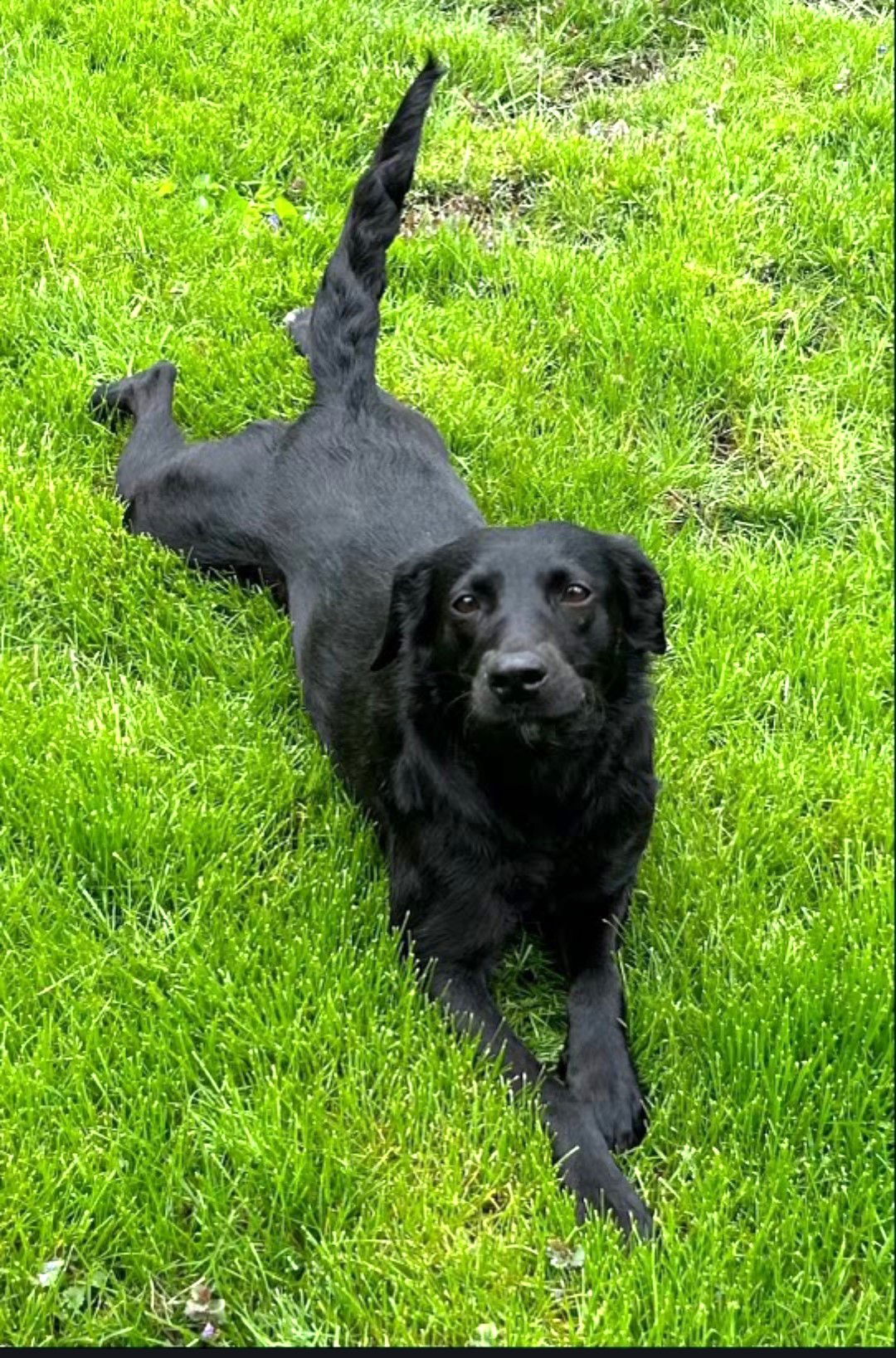 Michelle Medium Labrador Retriever / Mixed (medium coat) Female