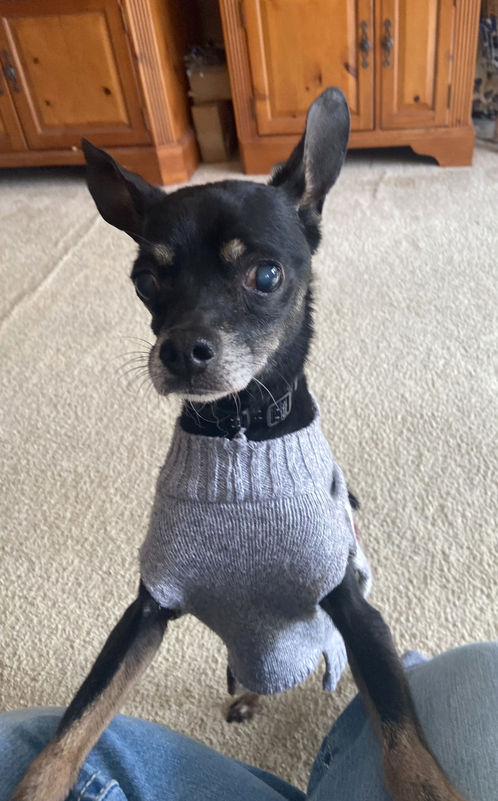 Black Jack Small Chihuahua / Mixed (short coat) Male