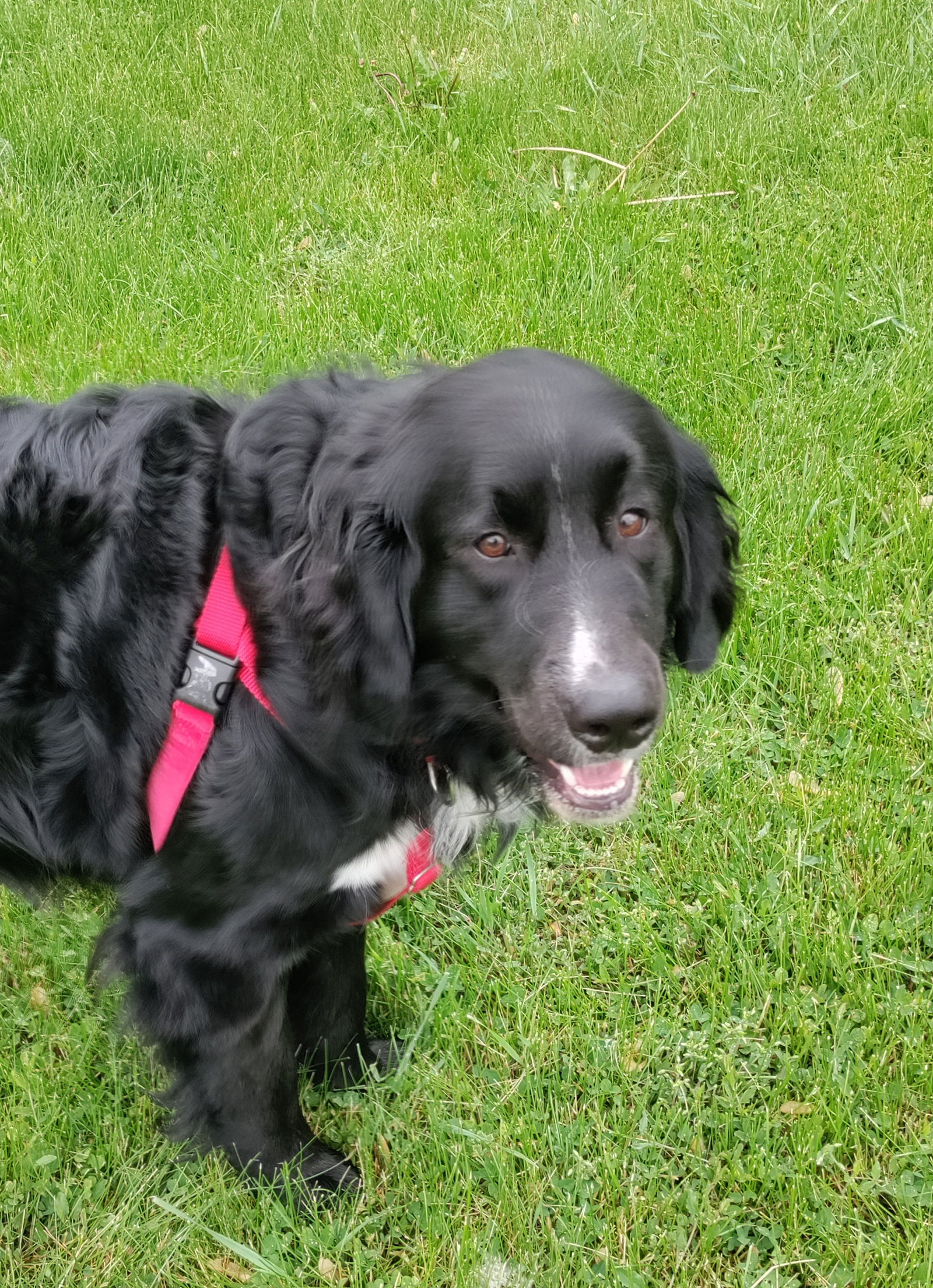 Larry X-Large Bernese Mountain Dog / Mixed (long coat) Male